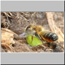 Megachile willughbiella - Blattschneiderbiene w03a 14mm beim Blatteintrag - Sandgrube Niedringhaussee fdet10.jpg